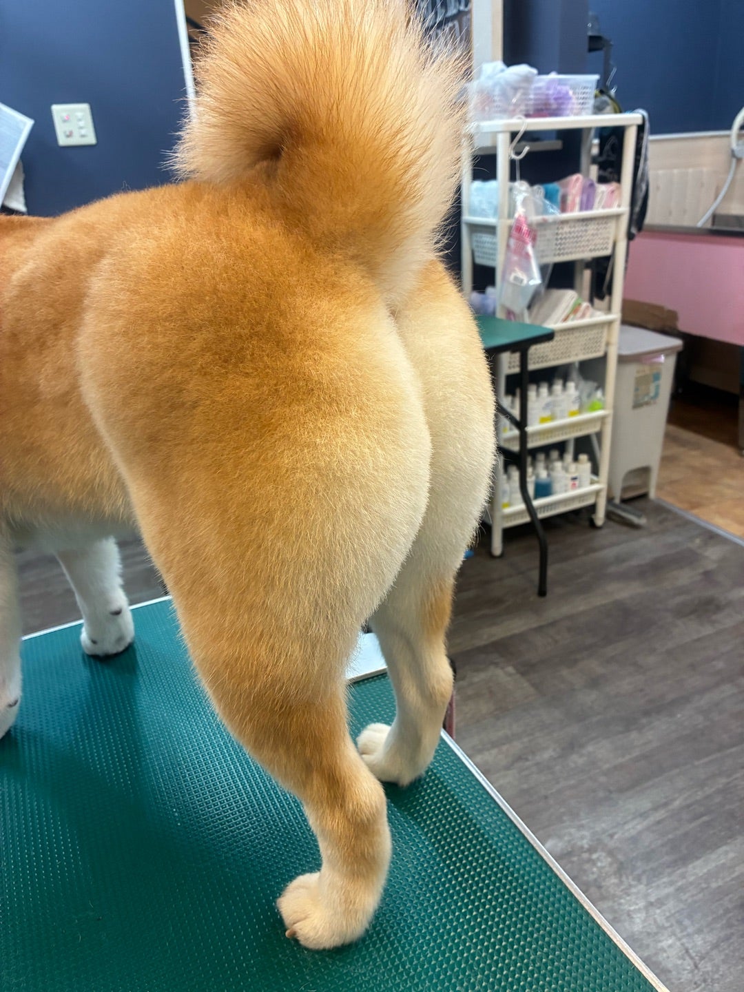 トリミング後の小平店のワンちゃん