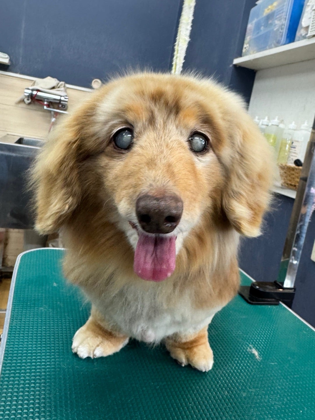 ドッグステーションにご来店のワンちゃん06