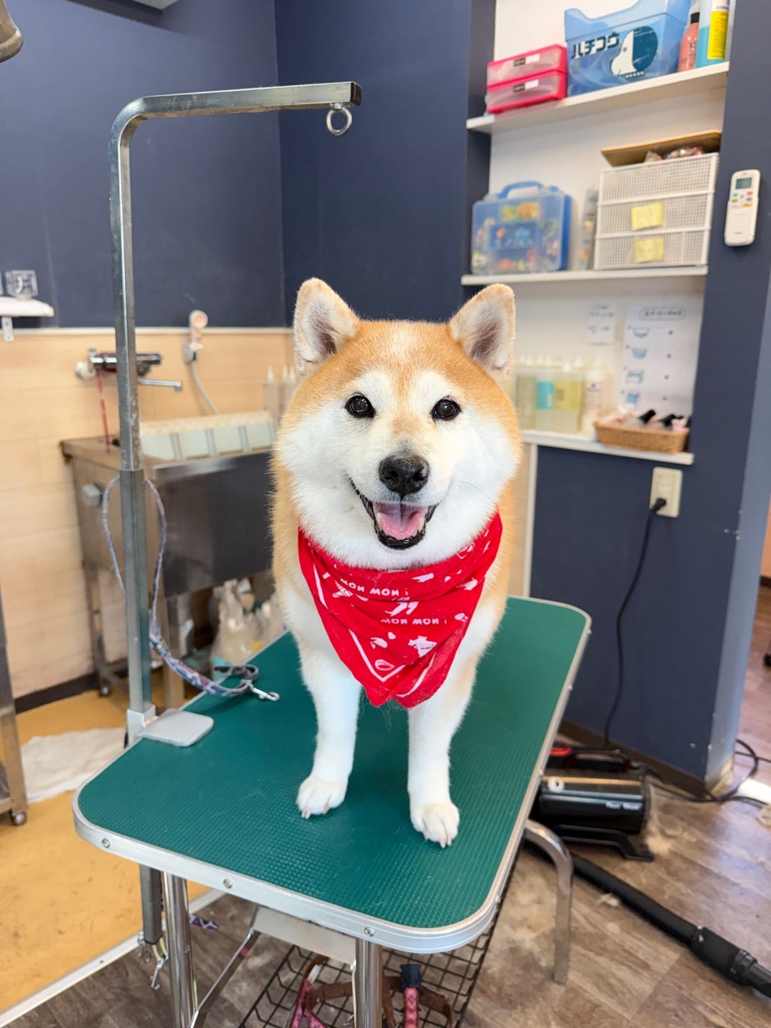 ドッグステーションにご来店のワンちゃん04