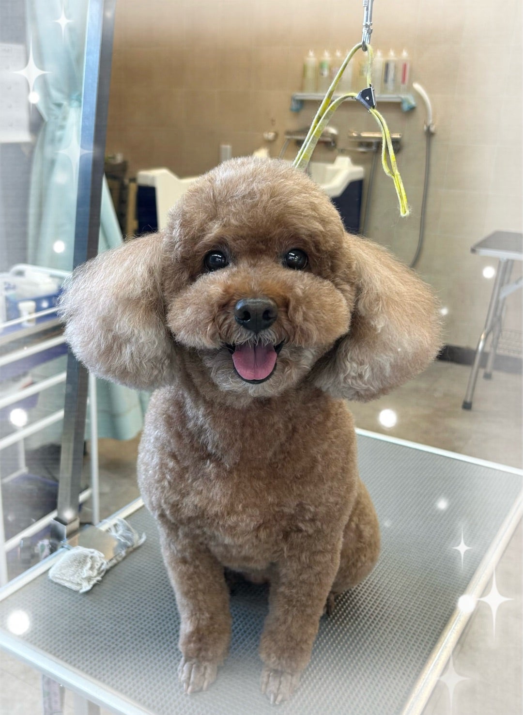 ドッグステーションにご来店のワンちゃん02